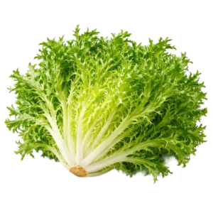 Frisée Lettuce
