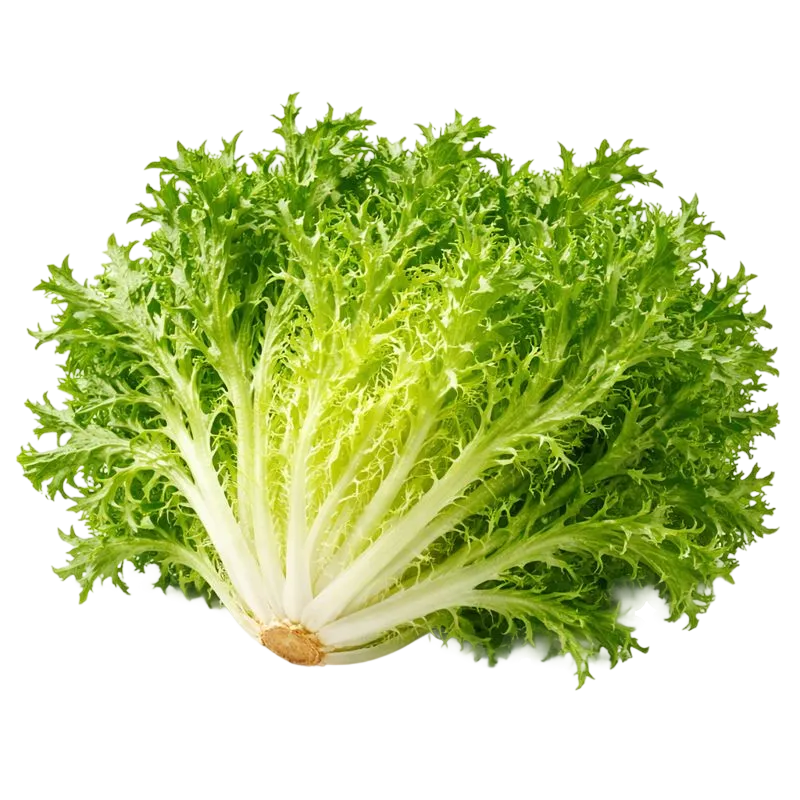 Frisée Lettuce