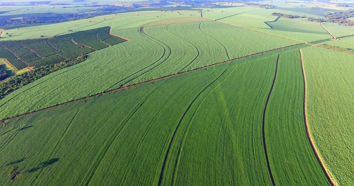 Campo de cultivo Campo de cultivo