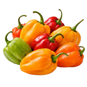 Habanero Pepper